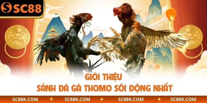 Giới thiệu sảnh đá gà Thomo sôi động nhất